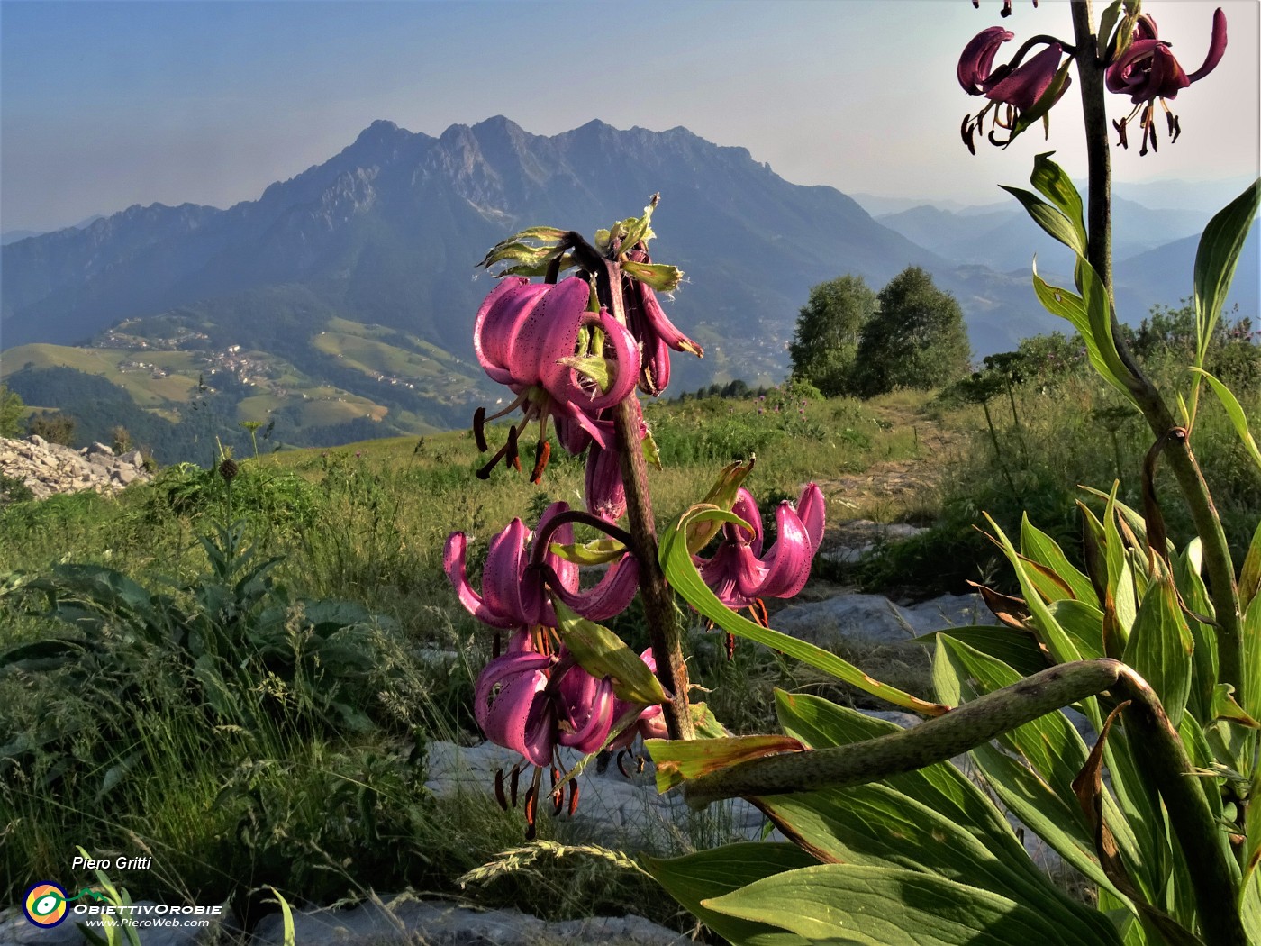 75 Rientrando da Capanna 2000 al parcheggio Alpe Arera sul sent. 221  con Lilium Martagon (Giglio martagone) .JPG